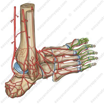 Тыльные пальцевые артерии (aa. digitales dorsales)